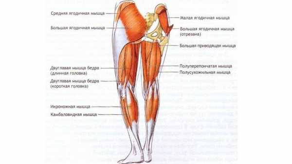 Строение Костей Ноги Человека Фото